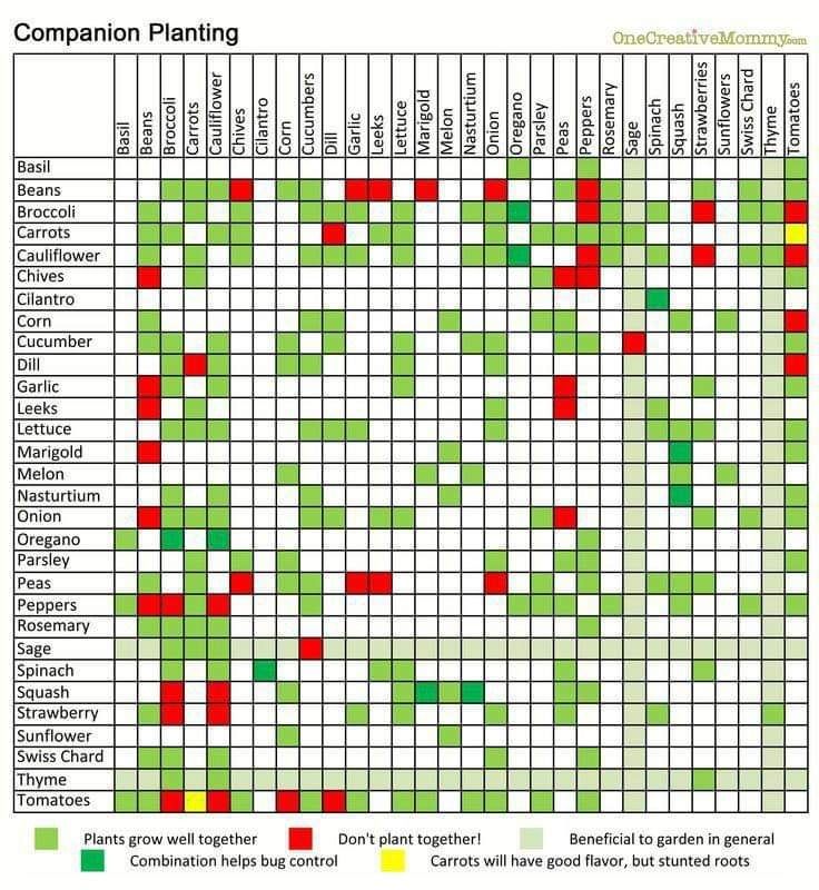 companion-planting-chart